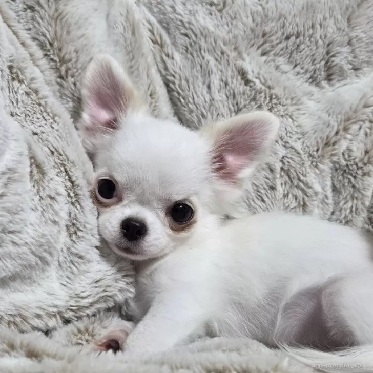 チワワ(ロング)【東京都・男の子・2025年8月1日・ホワイト】小振り予想