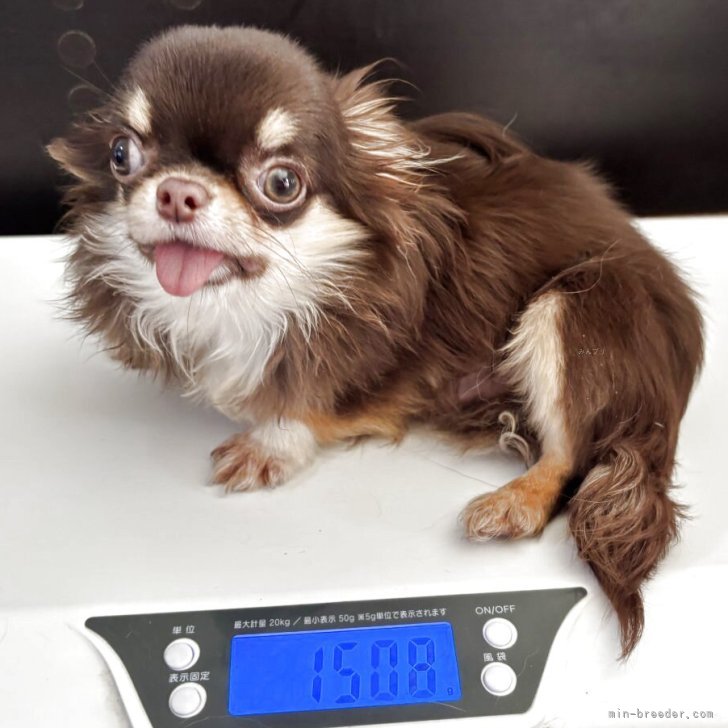 チワワ(ロング)【京都府・男の子・2025年5月21日・チョコタン】すごく