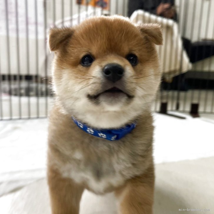 豆柴【鹿児島県・男の子・2025年2月15日・赤】両親3世代豆柴✨お膝の上