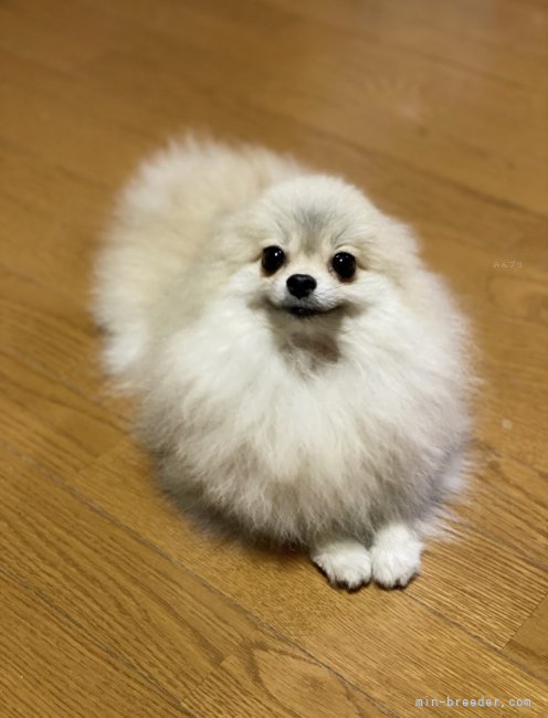 京都】山田 沙哉輝(やまだ さやき)ブリーダー｜みんなのブリーダー