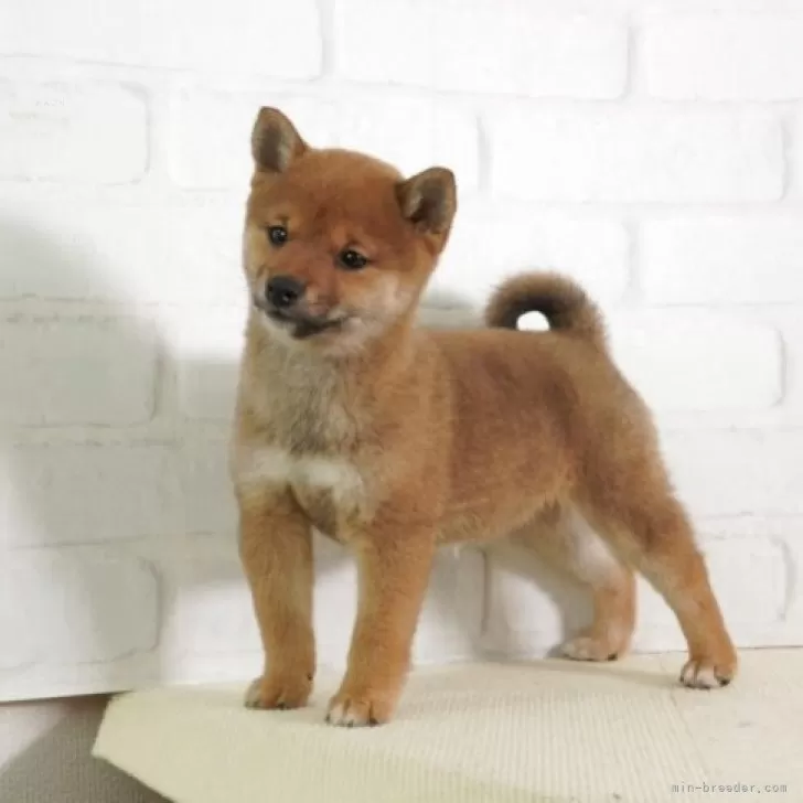 豆柴【大阪府・女の子・2025年1月8日・赤】日本で一番古い豆柴専門犬舎