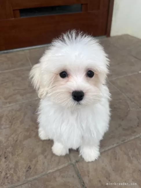 マルプー(トイプードル×マルチーズ)【沖縄県・女の子・2025年9月28日