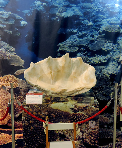 世界一の貝【学芸員自然と歴史のたより】 | 横須賀市自然・人文博物館
