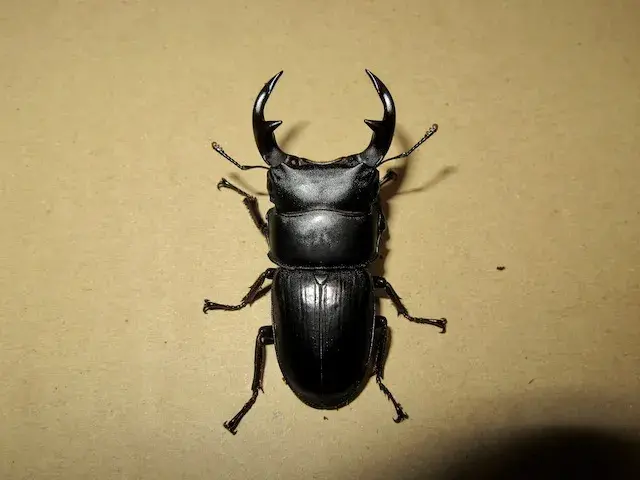 国産オオクワガタ佐賀県千代田産72ミリペア販売/クワガタ工房 虫吉