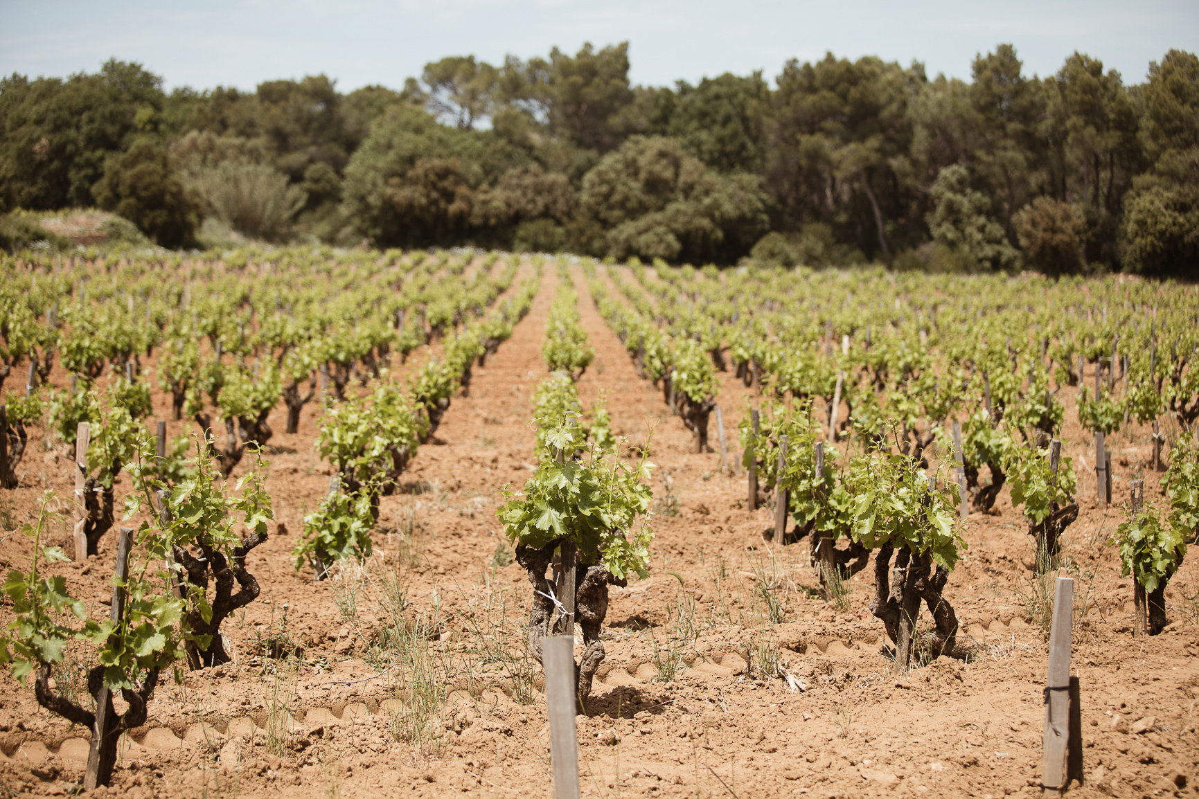 Château des Tours – Martines Wines