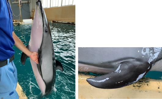 骨と関節の日 | のとじま水族館