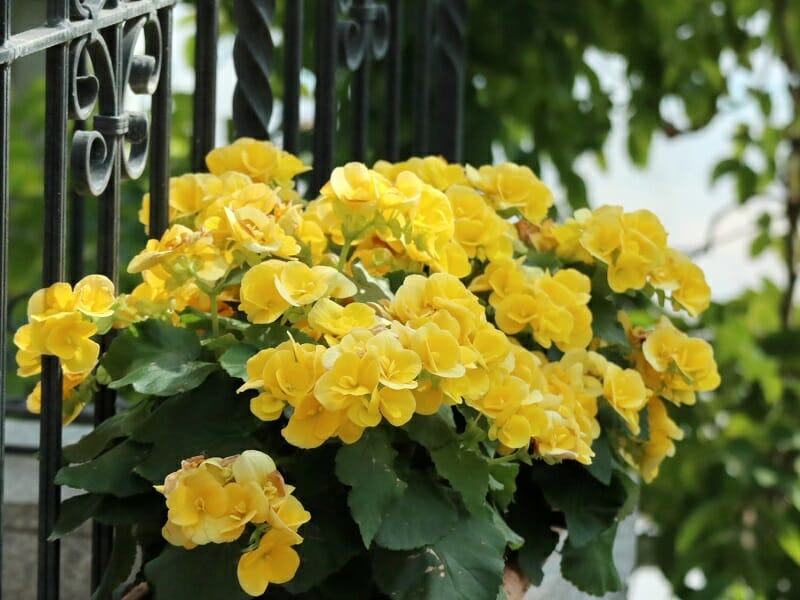 水栽培でふやすゼラニウムの挿し木 成功率を上げるポイント！ | 農家web