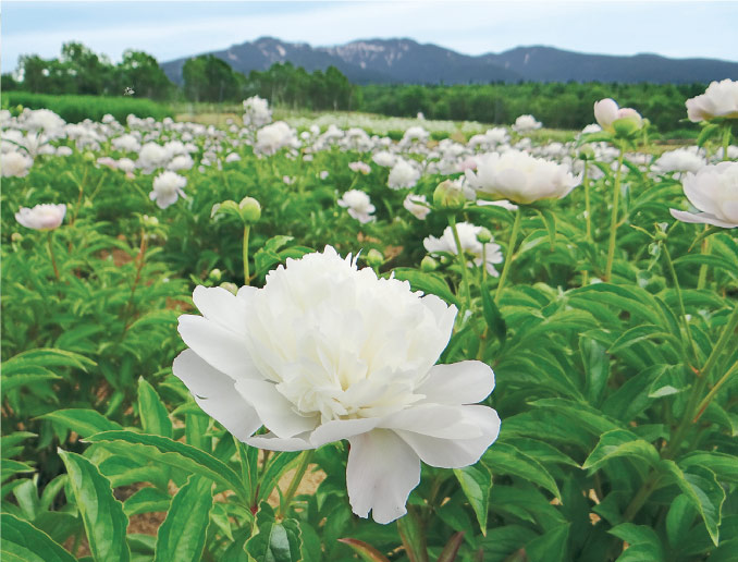 スペチアーレ×ニューロジック 薬用セラム｜商品情報｜ノエビア