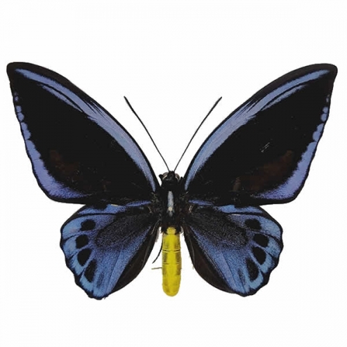 アオメガネアゲハ(アオメガネトリバネアゲハ) , アゲハ蝶科標本 , 蝶の
