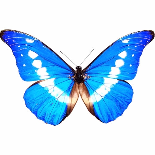 送料無料】ヘレナモルフォ , タテハ蝶科標本 , 蝶の標本 販売・通販の