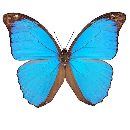 メネラウスモルフォ , タグ「モルフォ」 , 蝶の標本 販売・通販の