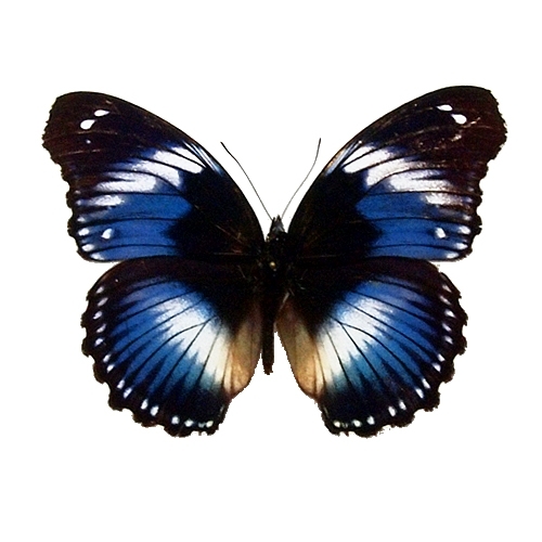 サザナミムラサキ , 蝶の標本 販売・通販のNatureShop|モルフォや