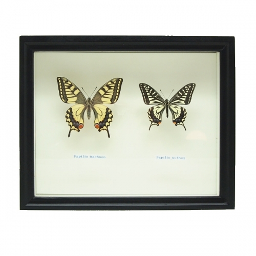 P*.様 蝶の標本セット 木箱入り P*.様 蝶の標本セット 木箱入り Amazon