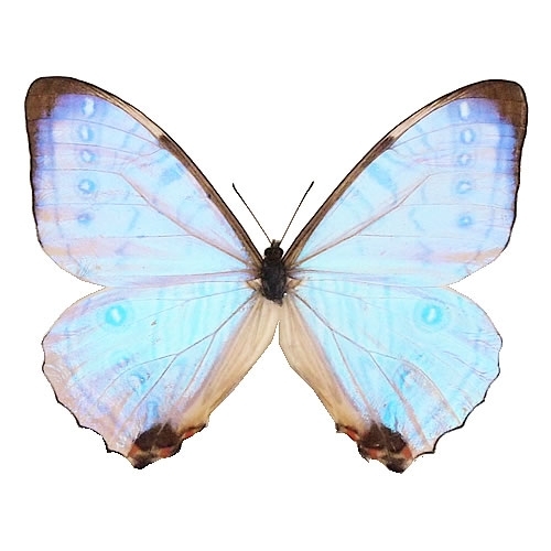 スルコウスキーモルフォ , タテハ蝶科標本 , 蝶の標本 販売・通販の