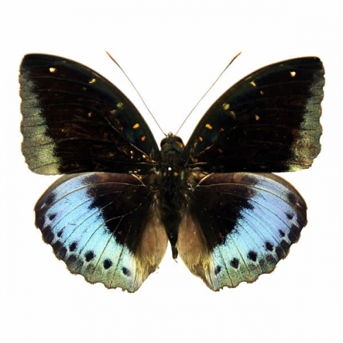 オオイナズマ , 蝶の標本 販売・通販のNatureShop|モルフォやキプリス