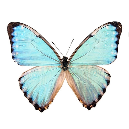 ポルティスモルフォ , タグ「モルフォ」 , 蝶の標本 販売・通販の
