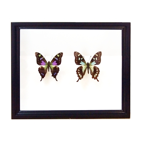 ミイロタイマイ&セラムタイマイ／2種セット , セット標本 , 蝶の標本