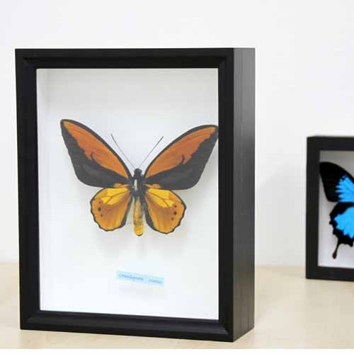 送料無料】アカメガネアゲハ(アカメガネトリバネアゲハ) , 蝶の標本