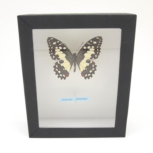 オナシアゲハ , 蝶の標本 販売・通販のNatureShop|モルフォやキプリス