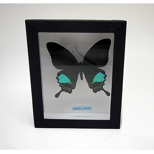 カルナルリモンアゲハ , アゲハ蝶科標本 , 蝶の標本 販売・通販の