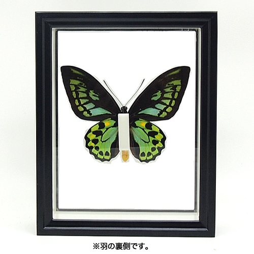 メガネトリバネアゲハ , 蝶の標本 販売・通販のNatureShop|モルフォや