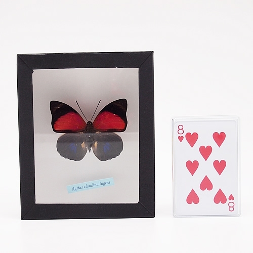 ルーゲンスミイロタテハ , タテハ蝶科標本 , 蝶の標本 販売・通販の