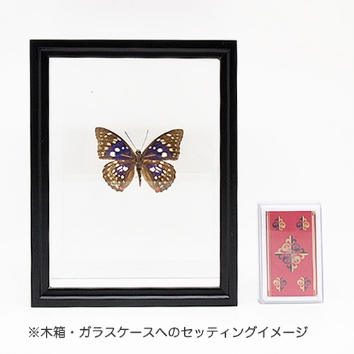 オオムラサキ／オス , タグ「black」 , 蝶の標本 販売・通販の