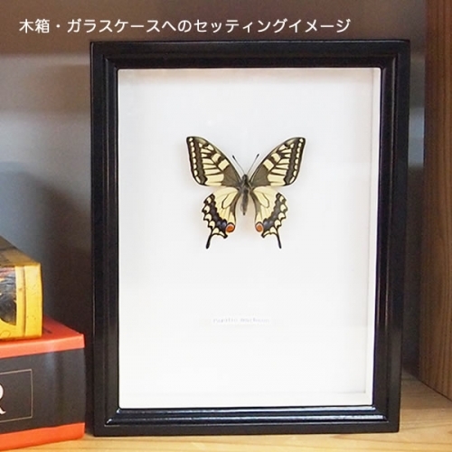 キアゲハ , アゲハ蝶科標本 , 蝶の標本 販売・通販のNatureShop