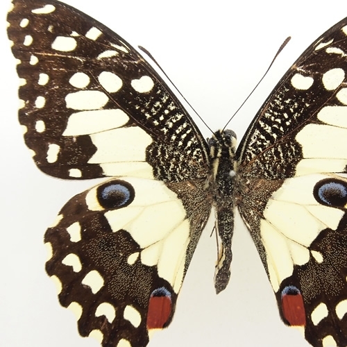 オナシアゲハ , 蝶の標本 販売・通販のNatureShop|モルフォやキプリス