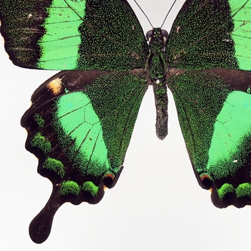 オオクジャクアゲハ♂♂標本セット☆ ブータン産＆旧ビルマ産86/93mm難