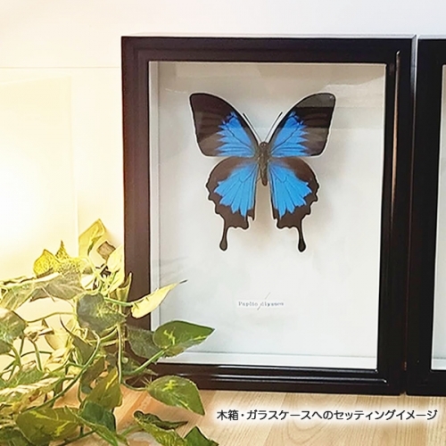 オオルリアゲハ , アゲハ蝶科標本 , 蝶の標本 販売・通販のNatureShop