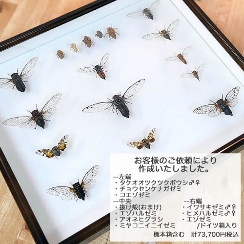 エゾハルゼミ 飛翔 , 蝶の標本 販売・通販のNatureShop|モルフォや