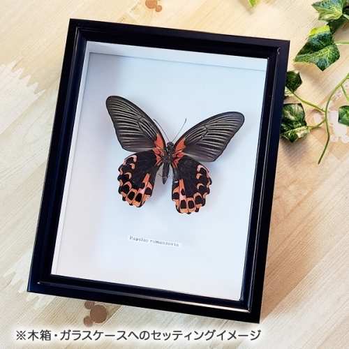 アカネアゲハ , 蝶の標本 販売・通販のNatureShop|モルフォやキプリス