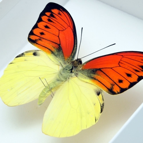 ヒイロツマベニ , 蝶の標本 販売・通販のNatureShop|モルフォや