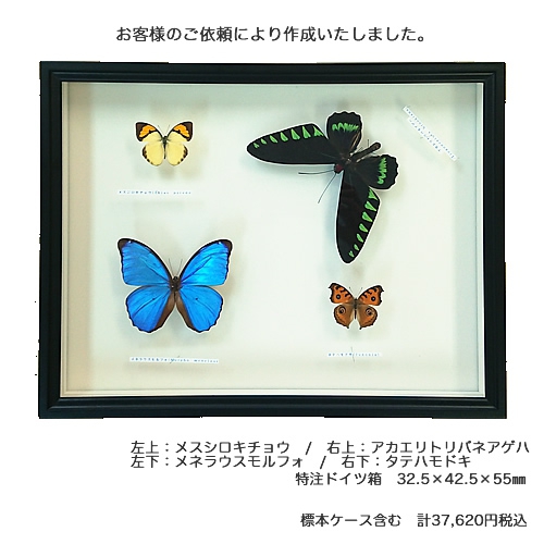 アカエリトリバネアゲハ , 蝶の標本 販売・通販のNatureShop|モルフォ