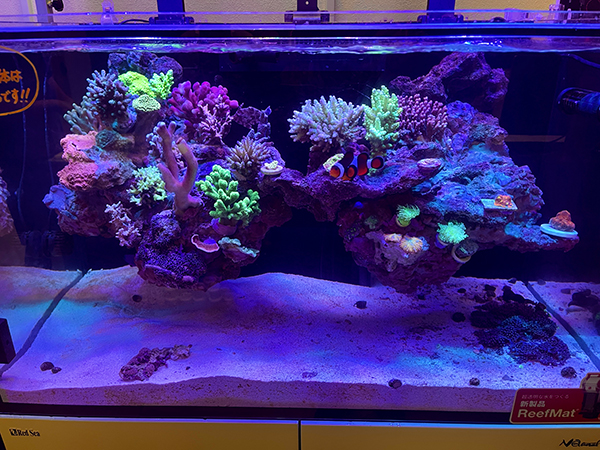 水槽 BRN32 Red Sea Reefer 250 水槽 BRN32 Red Sea Reefer 250 Red