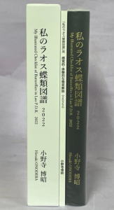 私のラオス蝶類図譜 小野寺博昭