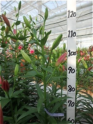 ヤーセケ | 株式会社中村農園