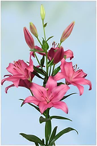 ヤーセケ | 株式会社中村農園