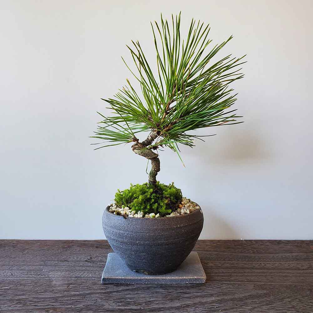 盆栽 黒松の盆栽（焼締鉢）飾り皿付 くろまつ クロマツ 男松 贈り物