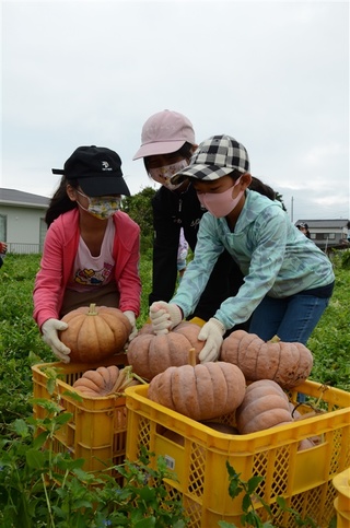 豊前市で三毛門カボチャ収穫 児童「食べるの楽しみ」｜【西日本新聞me】