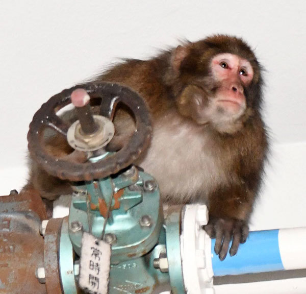 天神に出没したサルが移動したとみられる経路 - 【動画あり】警官30人