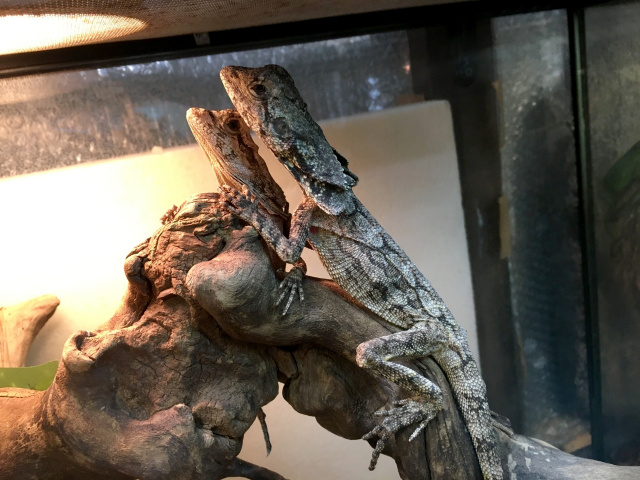 エリマキトカゲ トカゲ図鑑