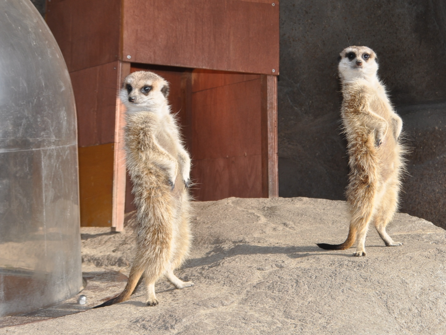 ミーアキャットエサやり体験［イベント情報］／秋吉台自然動物公園