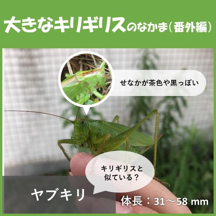 堺でよく見られるバッタの見分け方～コオロギ・キリギリス～ | 堺