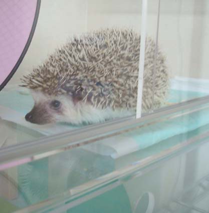 高級アクリルケージのご案内