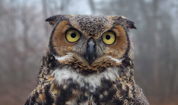 Welcome Our New Great Horned Owl, Zari! - Schlitz Audubon