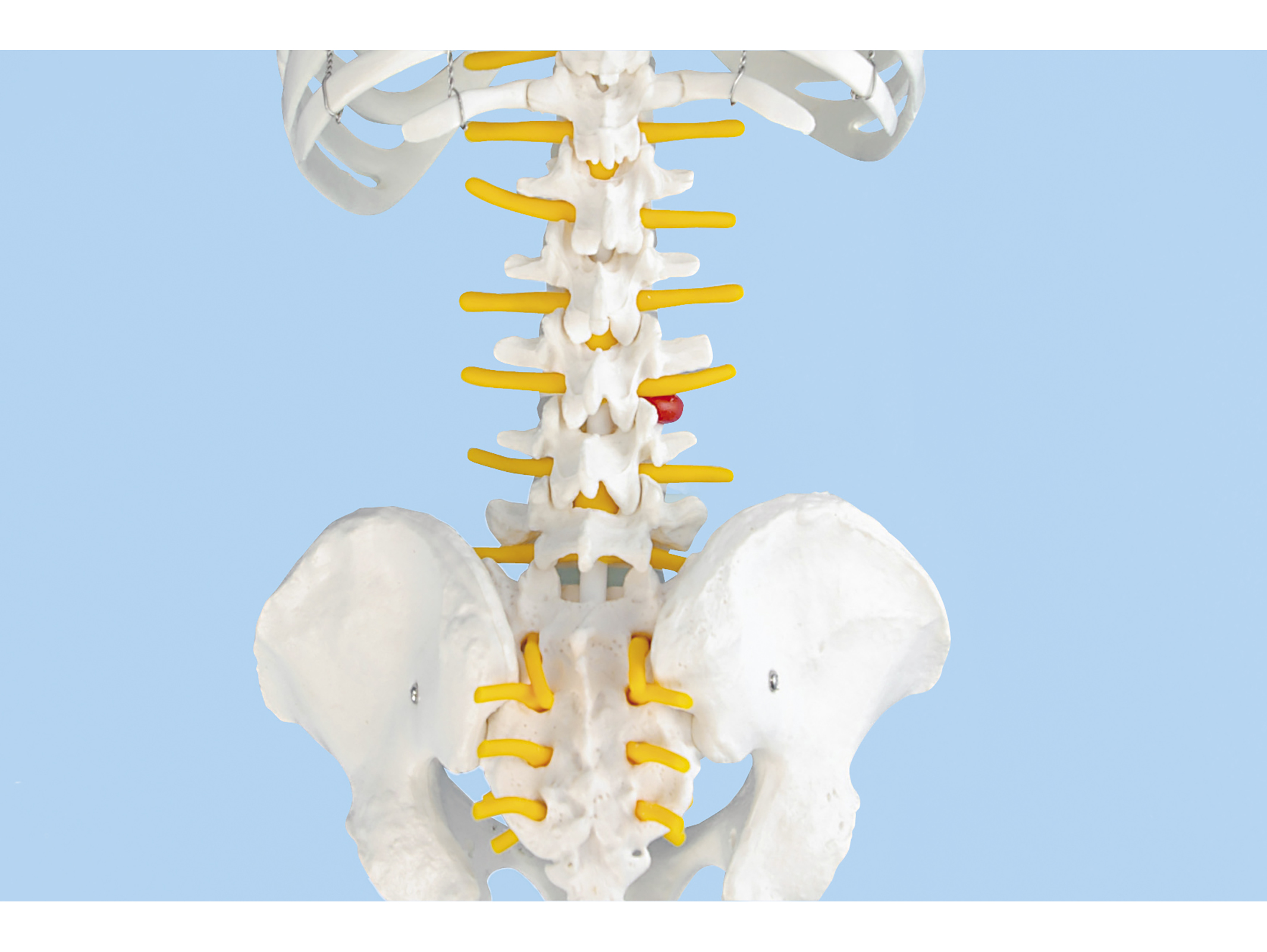 小型人体骨格模型 MS-1
