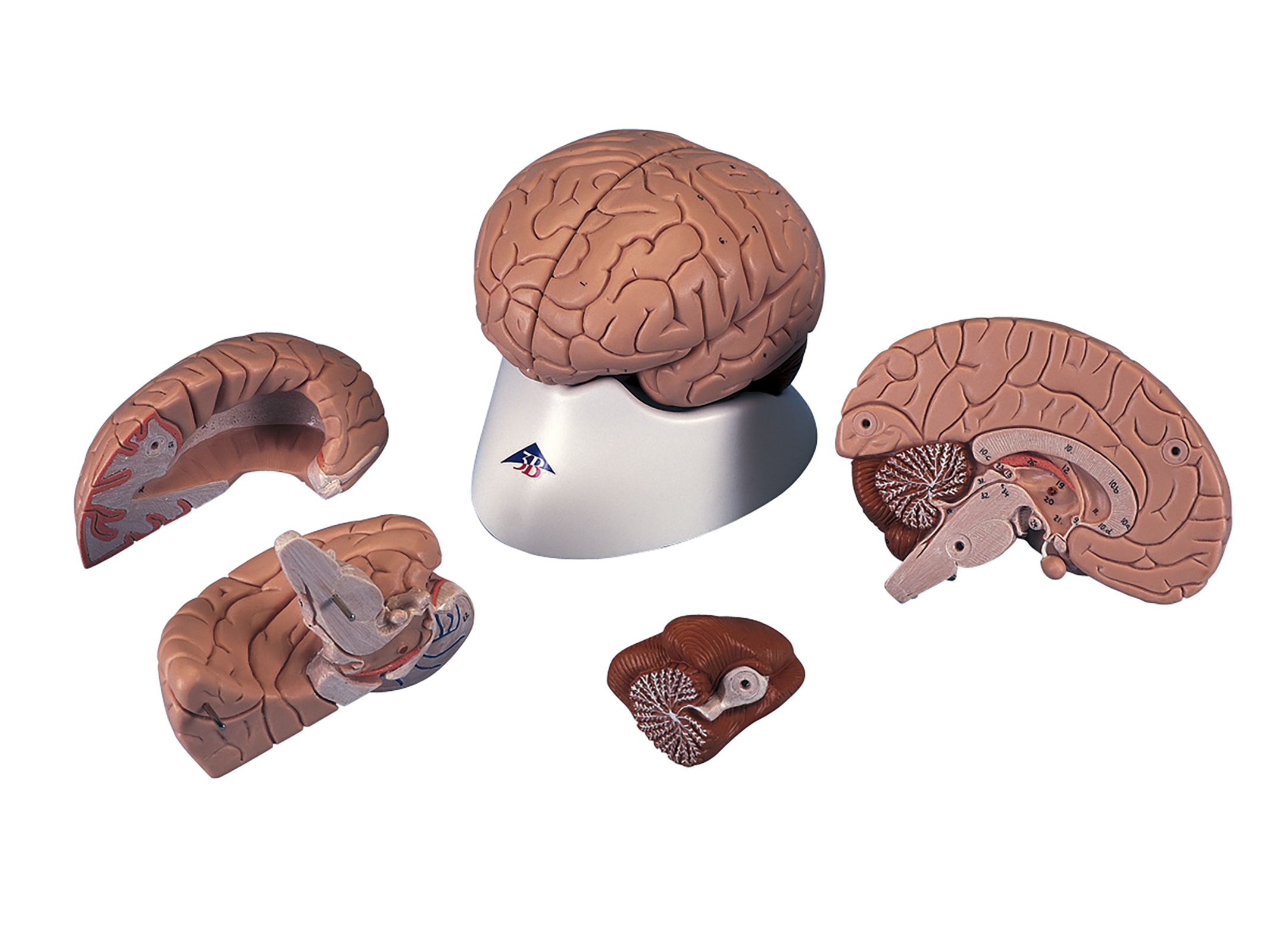 脳の構造模型 C-16N