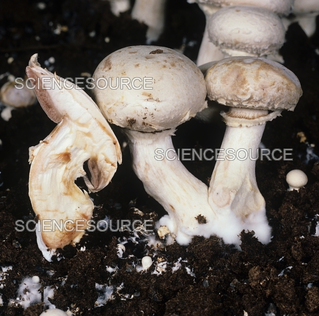 Mummy Disease in mushrooms | Stock Image - Science Source Images